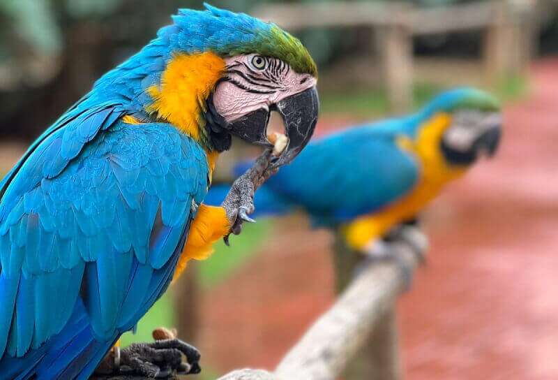 Zoológico Fazendinha - Thermas dos Laranjais (Olímpia-SP)