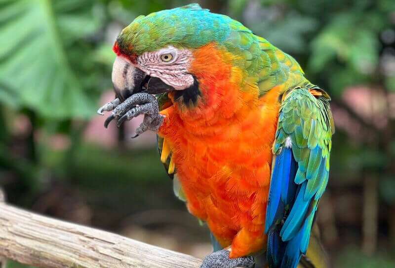 Zoológico Fazendinha - Thermas dos Laranjais (Olímpia-SP)