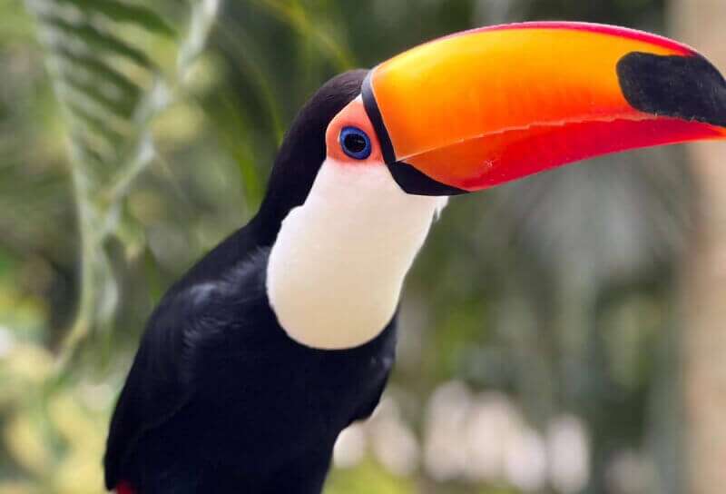 Zoológico Fazendinha - Thermas dos Laranjais (Olímpia-SP)