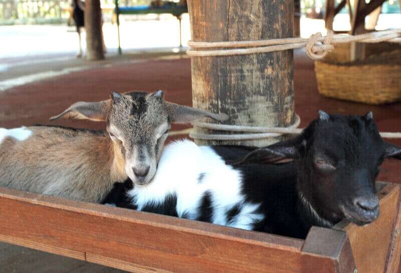 Zoológico Fazendinha - Thermas dos Laranjais (Olímpia-SP)