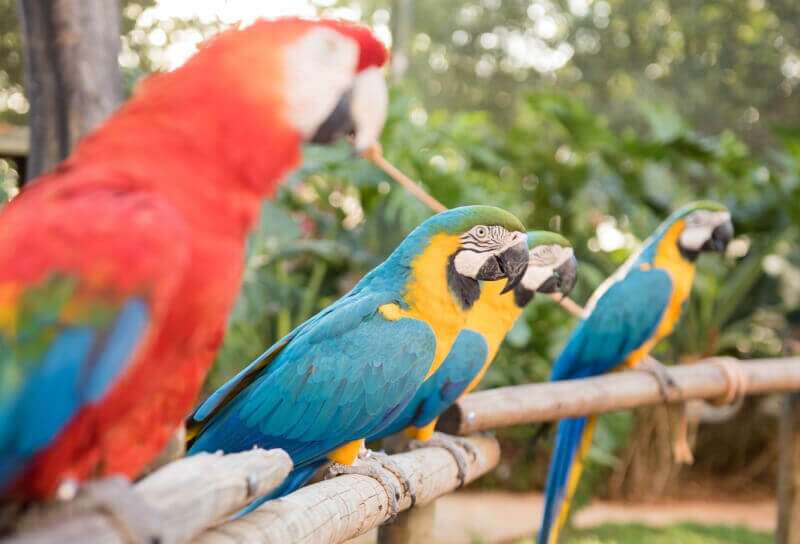 Zoológico Fazendinha - Thermas dos Laranjais (Olímpia-SP)